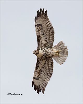  Red-tailed Hawk 