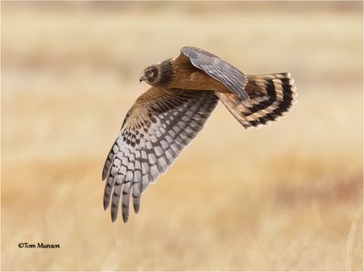  Northern Harrier 