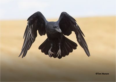  Common Raven 