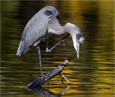  Grea Blue Heron 