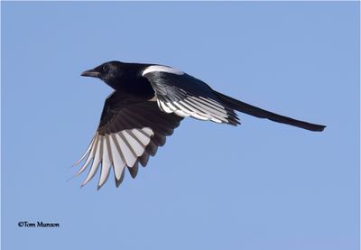  Black-billed Magpie 