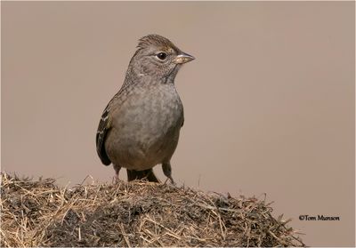  Golden-crowned Sparrow-juvenile