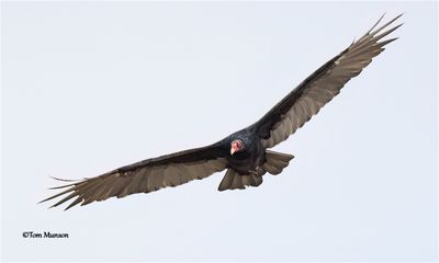  Turkey Vulture 
