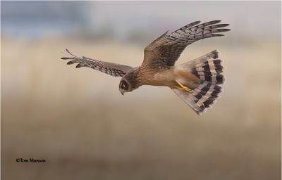  Northern Harrier 