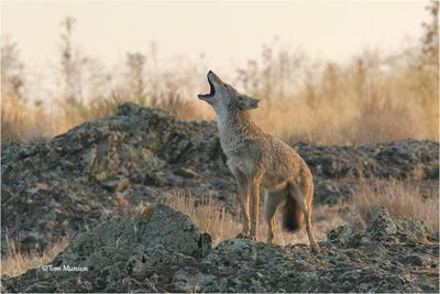 Coyote - taken in 2006