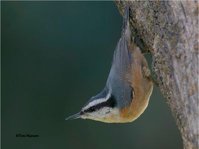  Red-breasted Nuthatch 