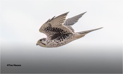 Prairie Falcon