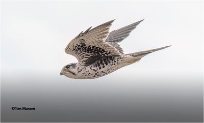   Prairie Falcon 