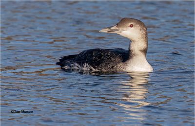  Common Loon 