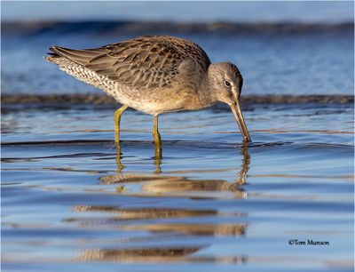  Long-billed Dowitcher 