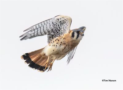  American Kestrel 