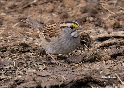  White-throated Sparrow 
