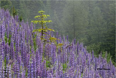 Lupine