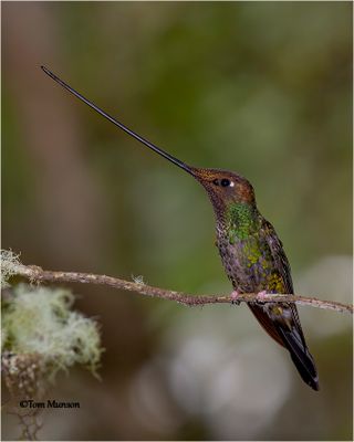  Sword-billed Hummingbird - taken in 2008