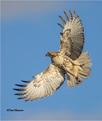  Red-tailed Hawk with Vole