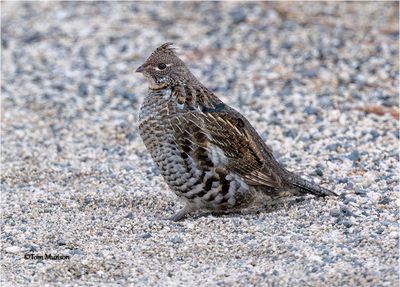  Ruffed Grouse 