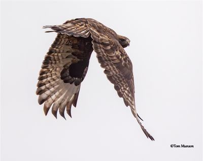  Rough-legged Hawk 