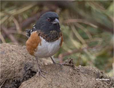  Spotted Towhee 