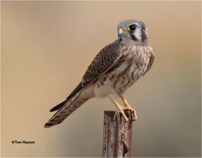  American Kestrel 