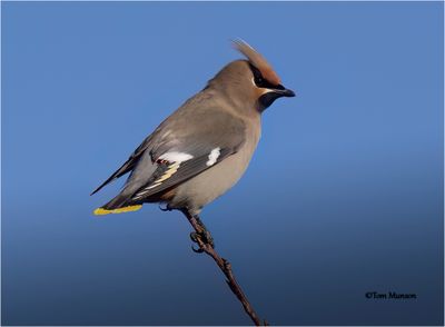   Bohemian Waxwing 