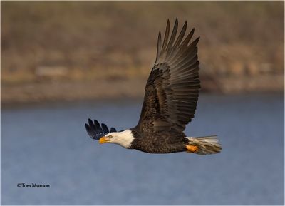  Bald Eagle 