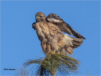  Red-tailed Hawk 