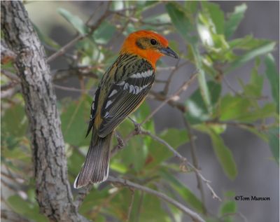 Flame-colored Tanager-Taken in 2005 in Madera Canyon and reprocessed in 2023