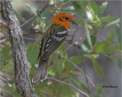  Flame-colored Tanager-Taken in 2005 in Madera Canyon and reprocessed in 2023