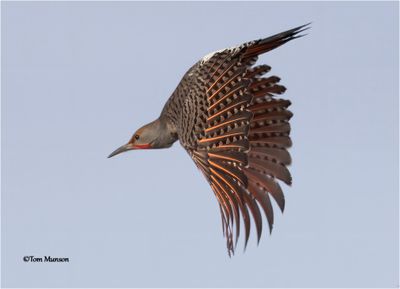 Northern Flicker 