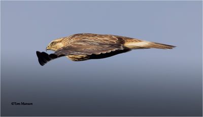 Rough-legged Hawk 