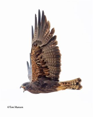  Swainson's Hawk 