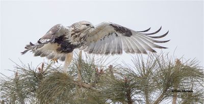  Rough-legged Hawk 