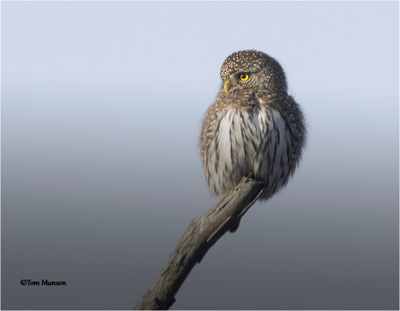  Northern Pygmy Owl 