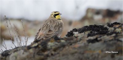  Horned Lark 