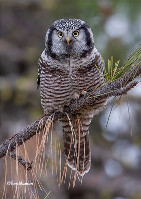 Northern Hawk Owl -taken in 2008