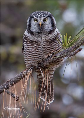  Northern Hawk Owl -taken in 2008