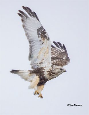  Rough-legged Hawk 