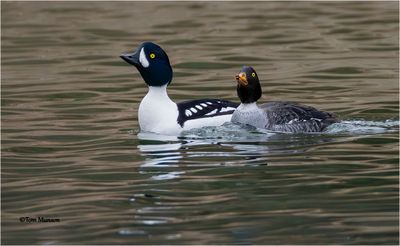  Barrow's Goldeneye 