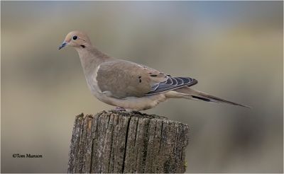 Mourning Dove 