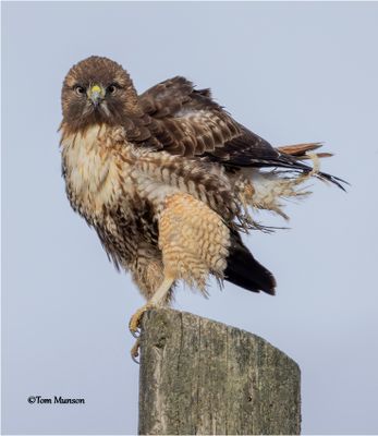  Red-tailed Hawk 