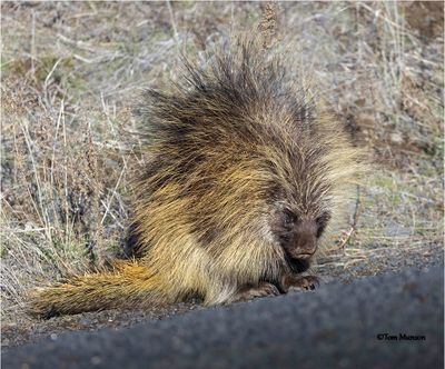  Porcupine 