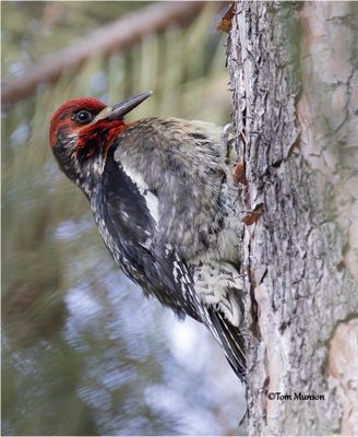  Red-breasted Sapsucker 