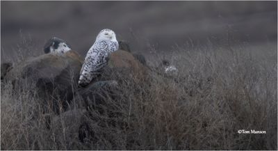 Snowy Owl