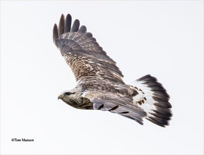  Rough-legged Hawk 