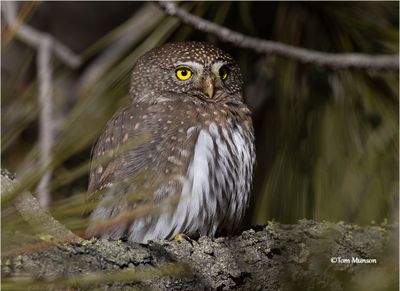  Northen Pygmy Owl