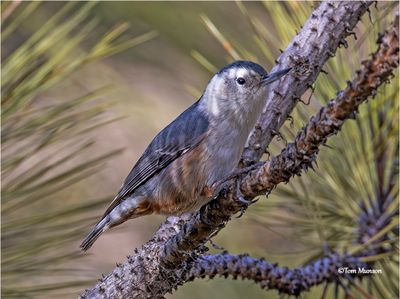  White-beasted Nuthatch 