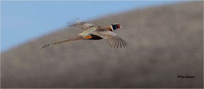  Ring-necked Pheasant 