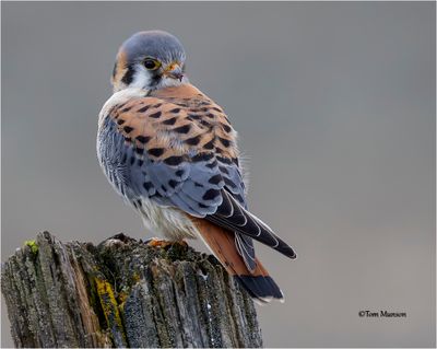 American Kestrel