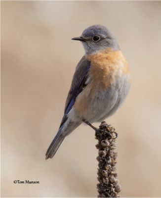  Western Bluebird (female)