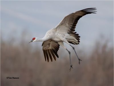  Sandhill Crane 